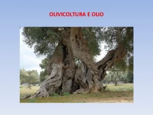 OLIVICOLTURA E OLIO Luso sacrale dellolio nelle civilt