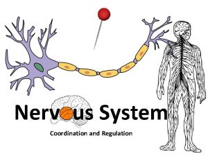 Nervous System Coordination and Regulation Biozone Check on