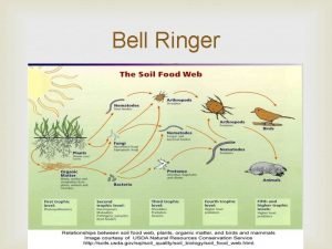 Bell Ringer Bell Ringer 1 Can a food