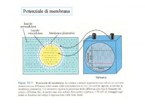 Potenziale di membrana Il potenziale di membrana pu