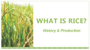 WHAT IS RICE History Production WHAT IS RICE