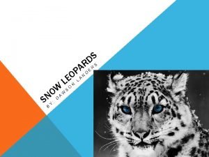 Snow leopard kingdom phylum class