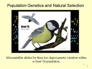 Population Genetics and Natural Selection Chapter 8 Microsatellite