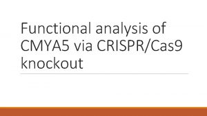 Functional analysis of CMYA 5 via CRISPRCas 9
