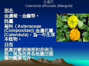 Calendula officinalis Marigold Calendula officinalis Marigold Calendula officinalis