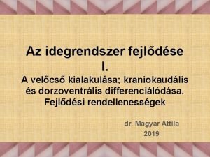 Az idegrendszer fejldse I A velcs kialakulsa kraniokaudlis