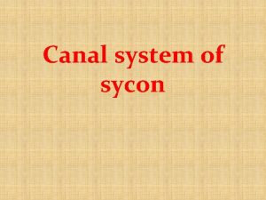 Physiological significance of canal system in sycon