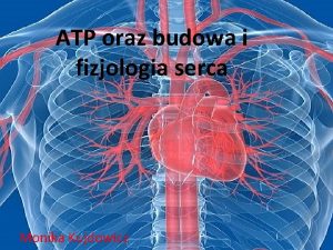 Atp anatomia