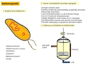Bakteriengenetik 1 Bauplan eines Bakteriums 2 Warum sind