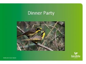 Dinner Party Andrew Silcocks Honeyeaters are only found