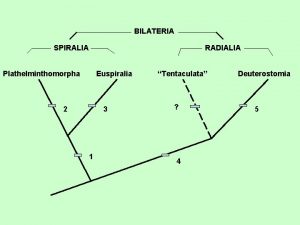 BILATERIA SPIRALIA RADIALIA Plathelminthomorpha Euspiralia 2 3 1
