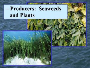 Producers Seaweeds and Plants The Domains of Life