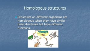 Are bat wings and whale flipper homologous