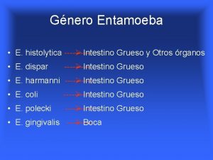 Gnero Entamoeba E histolytica Intestino Grueso y Otros