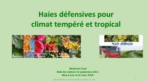 Haies dfensives pour climat tempr et tropical Benjamin