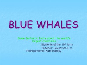 BLUE WHALES Some fantastic facts about the worlds