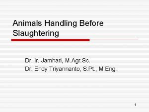 Animals Handling Before Slaughtering Dr Ir Jamhari M