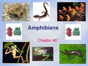 Section 40-1 review origin and evolution of amphibians