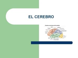 EL CEREBRO El cerebro es responsable de las