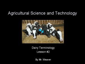 Dairy cattle terminology