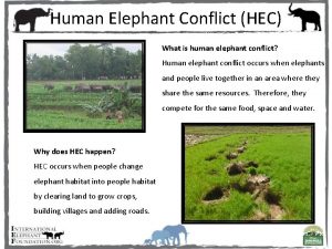 Human Elephant Conflict HEC What is human elephant