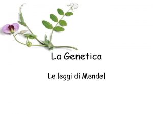 La Genetica Le leggi di Mendel La Genetica