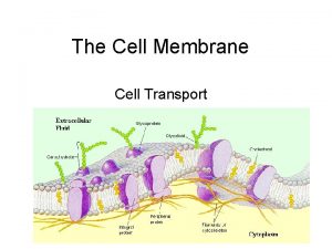 The Cell Membrane Cell Transport The CellPlasma Membrane