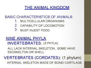 Basic characteristics of animals