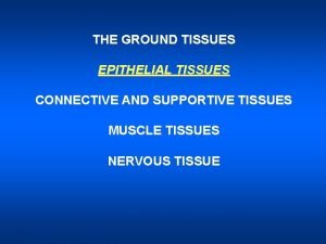 THE GROUND TISSUES EPITHELIAL TISSUES CONNECTIVE AND SUPPORTIVE