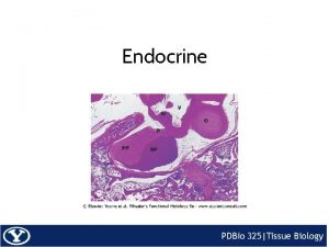 Endocrine Endocrine Function Influences growth metabolism and homeostasis