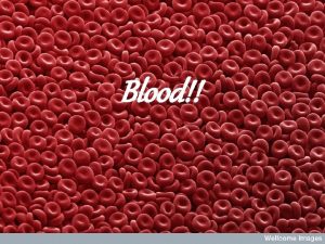 Fluid portion of blood in which blood cells move