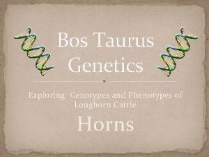 Bos Taurus Genetics Exploring Genotypes and Phenotypes of