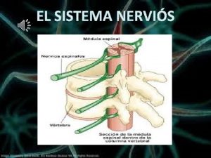 INDEX Com es el nostre sistema nervis El