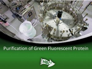 Purification of Green Fluorescent Protein Biomanufacturing Steps in