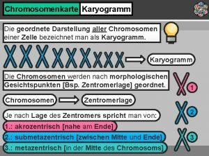 Chromosomenkarte Karyogramm Die geordnete Darstellung aller Chromosomen einer