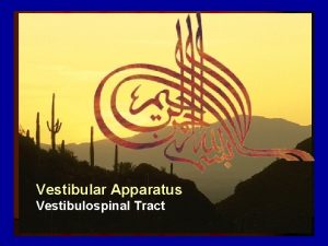 Vestibular Apparatus Vestibulospinal Tract Vestibular Apparatus Anatomical location
