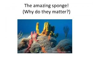 How does a sponge defend itself