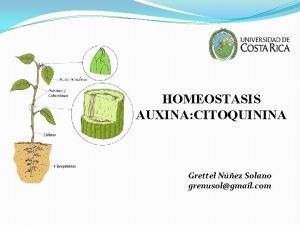 HOMEOSTASIS AUXINA CITOQUININA Grettel Nez Solano grenusolgmail com