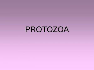 PROTOZOA Subregnum Protozoa Od grkih rei protos prvi