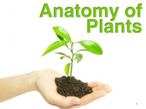 1 Objectives To identify plant structures and functions