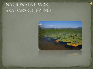 Skadarsko jezero zanimljivosti