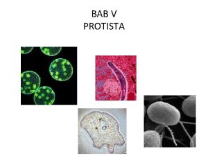 BAB V PROTISTA Memahami prinsipprinsip pengelompokkan makhluk hidup