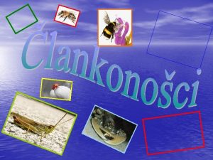 u lankonoce ubrajamo RAKOVE KLJETARE JASTOG UZDUNJAKE TARANTULA