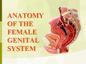 ANATOMY OF THE FEMALE GENITAL SYSTEM THE VULVA