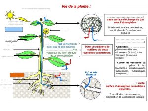 Vie de la plante vaste surface dchange de