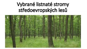 Vybran listnat stromy stedoevropskch les Buk lesn Fagus