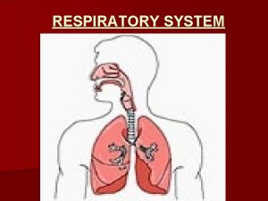 RESPIRATORY SYSTEM The respiratory system generally includes tubes