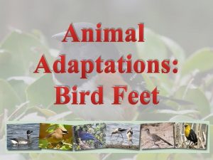 Animal Adaptations Bird Feet Feet long muscular legs