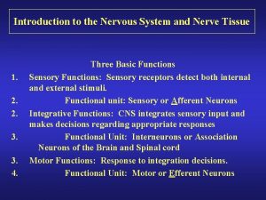 Nerve organization