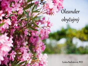 Oleander obyajn Lenka Bednrov III D Histria pochdza